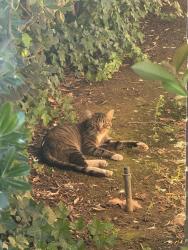 Found/Stray Male Cat last seen Near Business Park Dr / Bradshaw (Near jack in the box), Sacramento, CA 95827