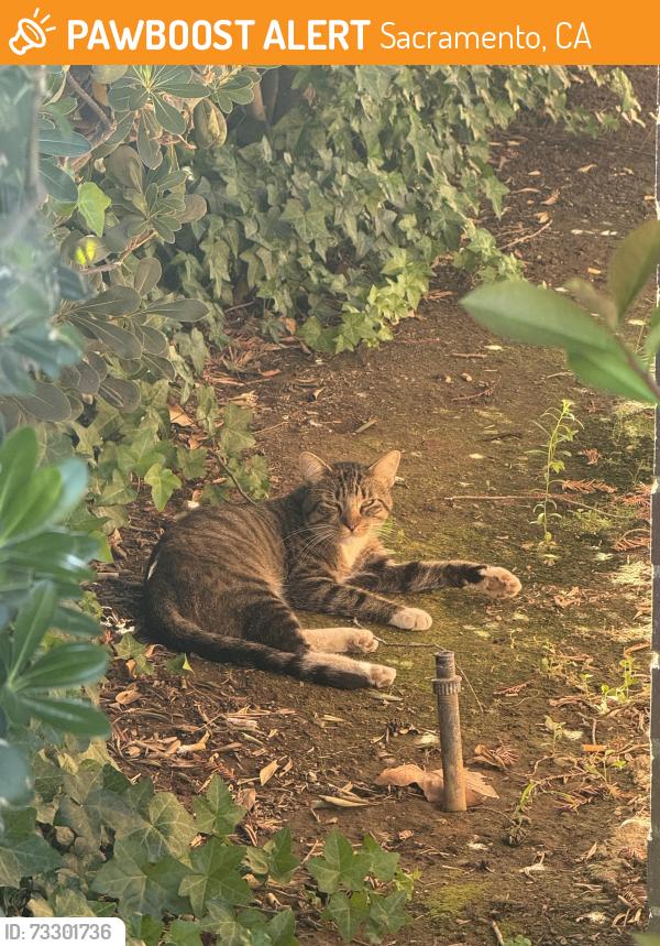 Found/Stray Male Cat last seen Near Business Park Dr / Bradshaw (Near jack in the box), Sacramento, CA 95827
