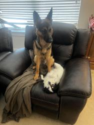 Lost Male Dog last seen Sierra street and division, San Antonio, TX 78214
