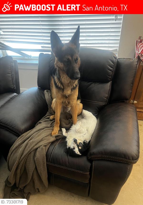 Lost Male Dog last seen Sierra street and division, San Antonio, TX 78214
