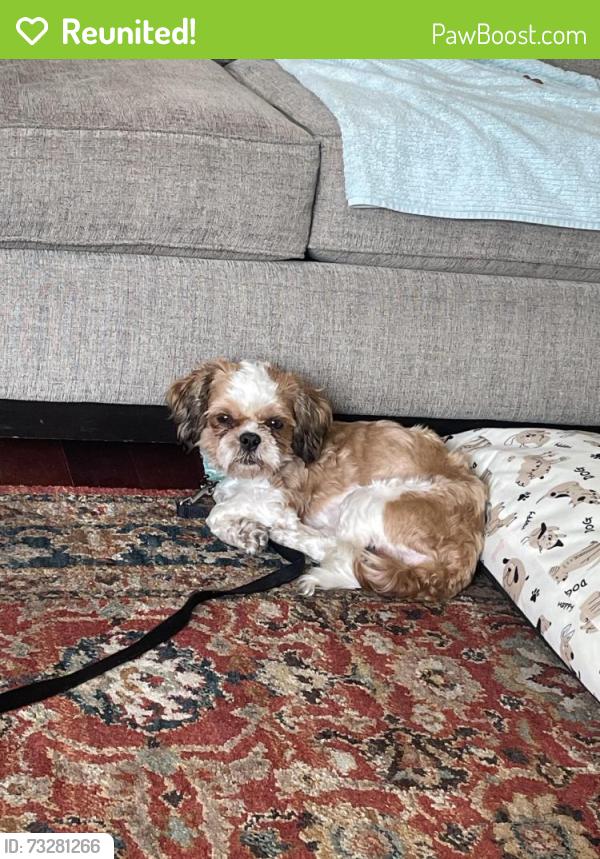 Reunited Male Dog last seen Sylvan Way, Bremerton, WA 98310