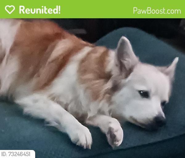 Reunited Female Dog last seen Fisherman's Trail, Huntsville, TX 77320