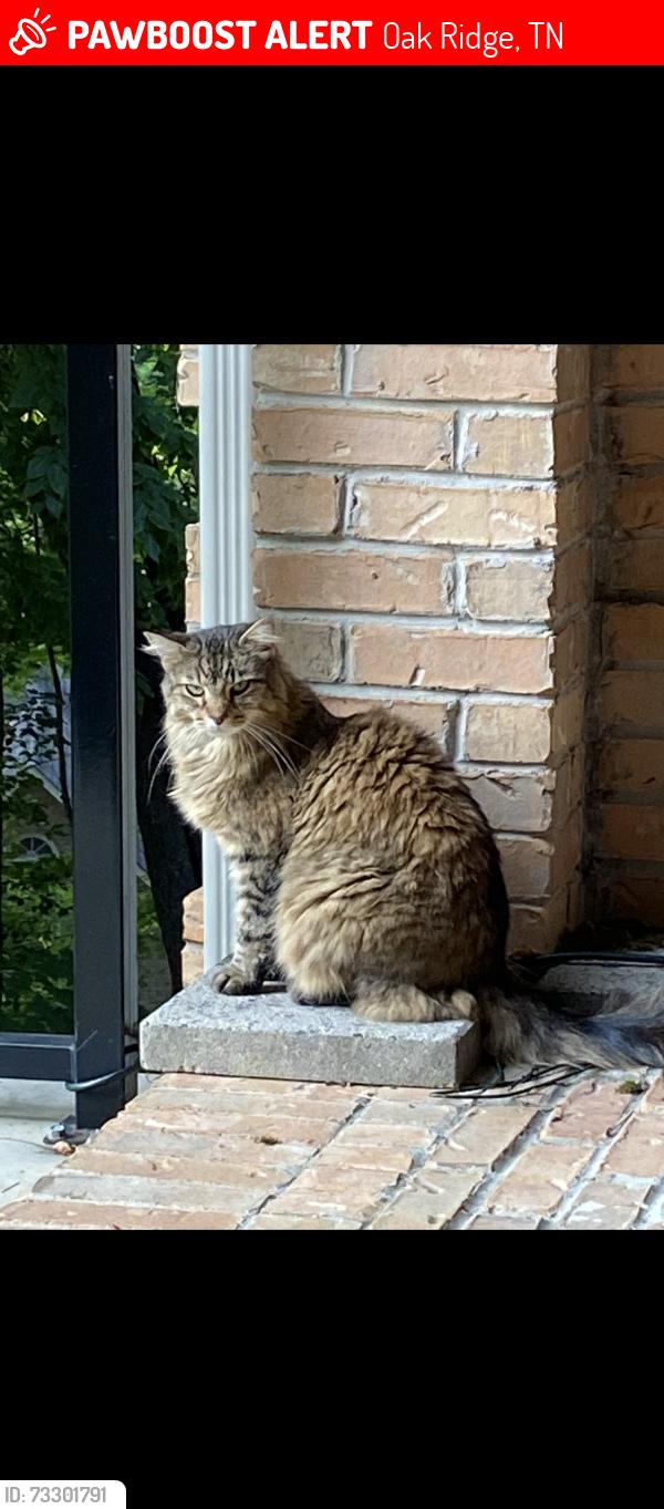 Lost Female Cat last seen Rivers Run Way, Oak Ridge, TN 37830
