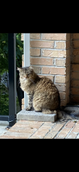 Lost Female Cat last seen Rivers Run Way, Oak Ridge, TN 37830