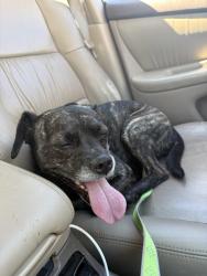 Reunited Male Dog last seen Near S Wilton Pl Los Angeles, CA 90019 United States, Los Angeles, CA 90019
