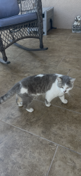 Lost Male Cat last seen Water, Tampa, FL 33615