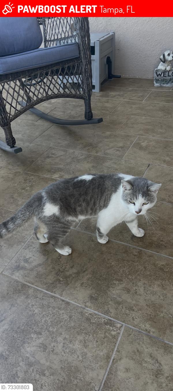Lost Male Cat last seen Water, Tampa, FL 33615