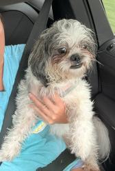 Found/Stray Male Dog last seen Grelot Rd and Stone Hedge Dr, Mobile, AL 36609