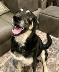 Reunited Male Dog last seen McBryde St & Lane Rd/Reeves Bridge Rd Linden, NC, Pine Forest, NC 28356
