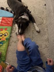 Lost Male Dog last seen 101st and elm, Broken Arrow, OK 74012
