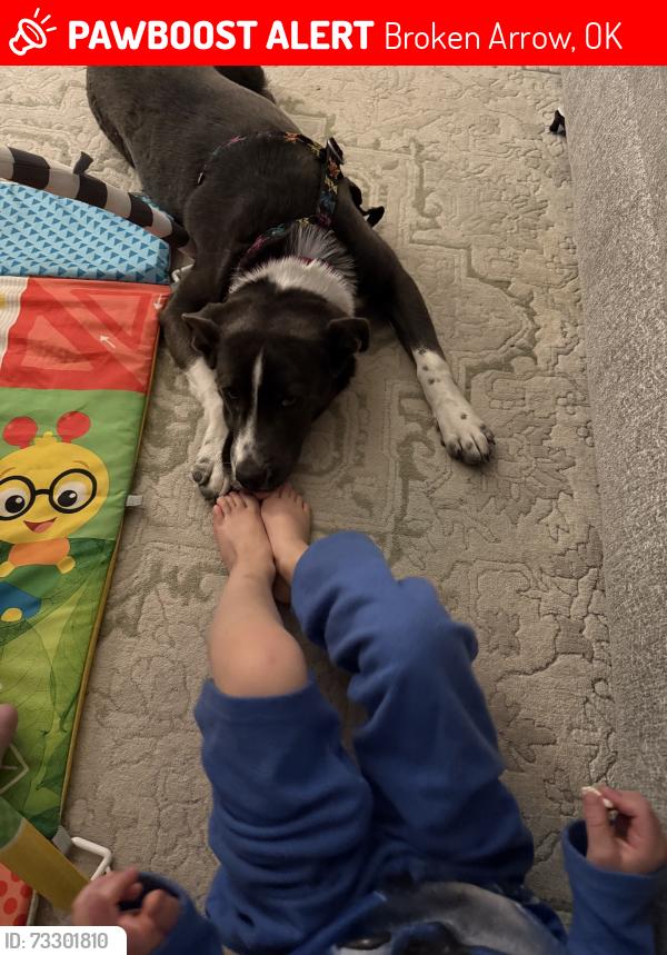Lost Male Dog last seen 101st and elm, Broken Arrow, OK 74012