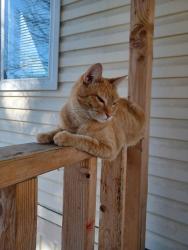 Lost Male Cat last seen Near S. 7200 W.-8000 W., Magna, UT 84044
