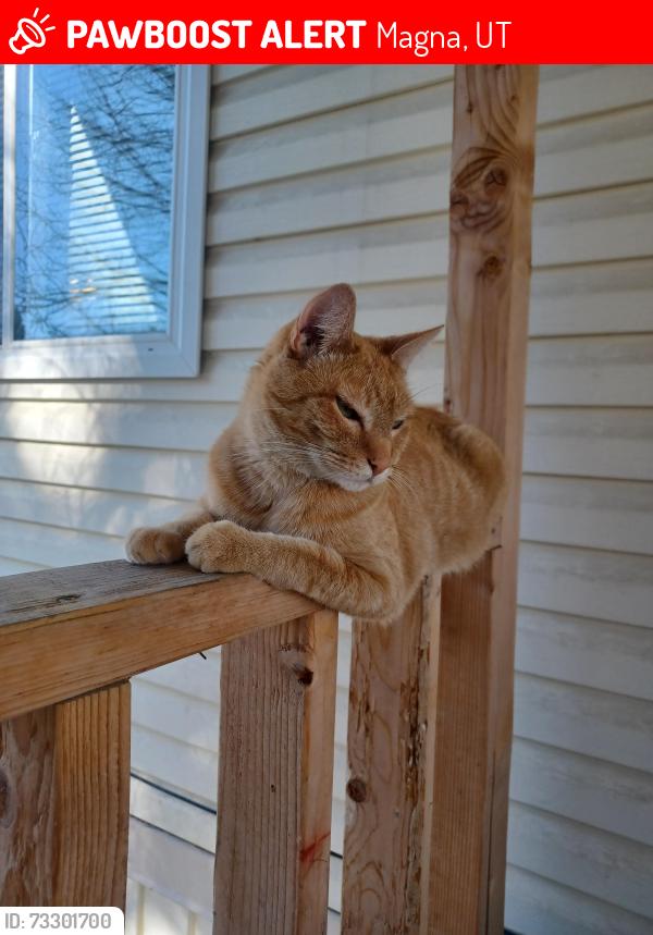 Lost Male Cat last seen Near S. 7200 W.-8000 W., Magna, UT 84044