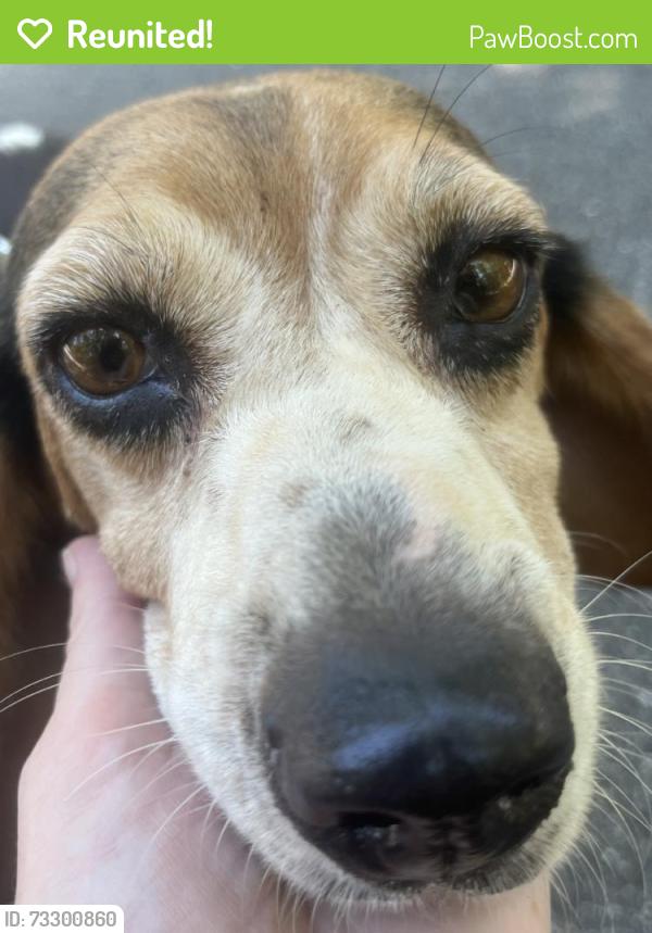 Reunited Female Dog last seen Near Augusta Rd, Pelzer, SC 29669, USA, Pelzer, SC 29669