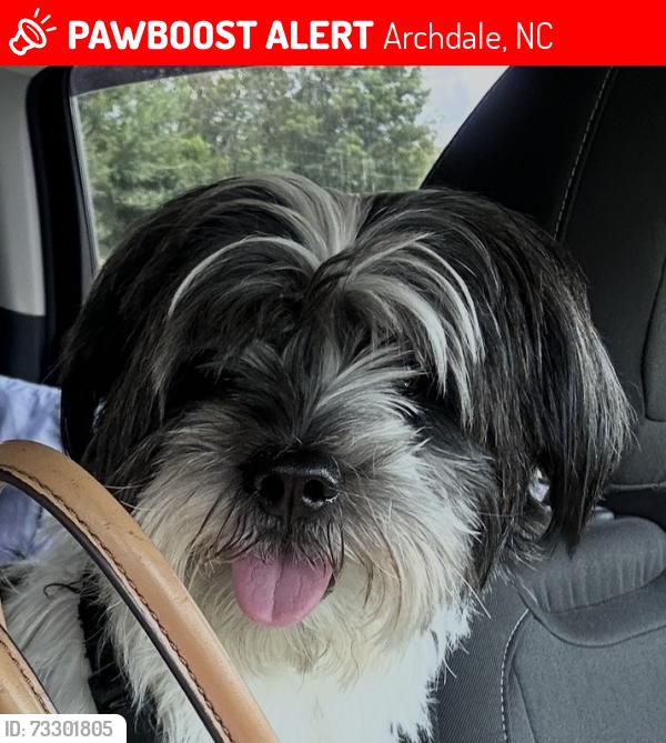 Lost Male Dog last seen Balfour Dr Archdale, Archdale, NC 27263