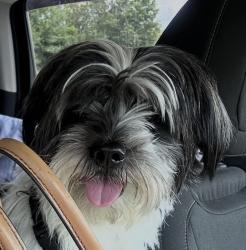 Lost Male Dog last seen Balfour Dr Archdale, Archdale, NC 27263