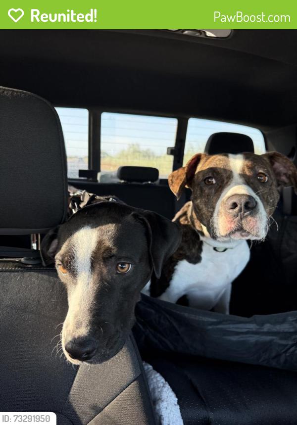 Reunited Female Dog last seen Near Interplace Rd, San Antonio, TX 78249, USA, San Antonio, TX 78249