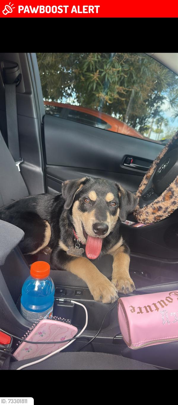 Lost Male Dog last seen Near NE. 178 8th St. N., Miami, FL, North Miami Beach, FL 33162