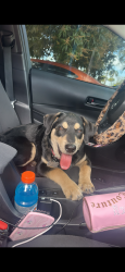 Lost Male Dog last seen Near NE. 178 8th St. N., Miami, FL, North Miami Beach, FL 33162