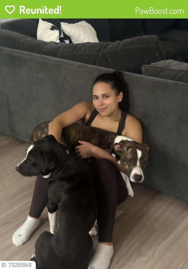Reunited Female Dog last seen Near Interplace Rd, San Antonio, TX 78249, USA, San Antonio, TX 78249