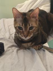 Lost Female Cat last seen Glencoe and washington, Marina del Rey, CA 90292
