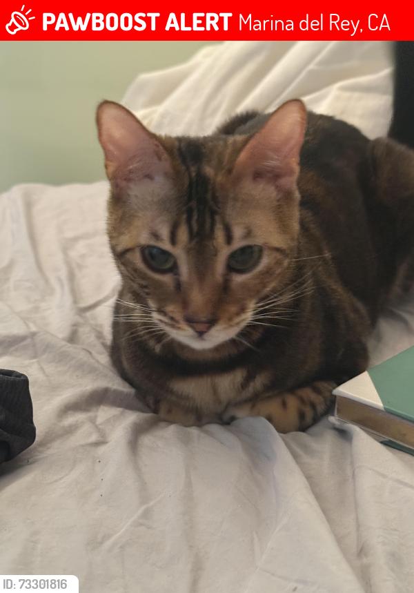 Lost Female Cat last seen Glencoe and washington, Marina del Rey, CA 90292