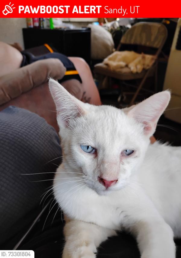 Lost Male Cat last seen Near S. 150 E., Sandy, UT 84070