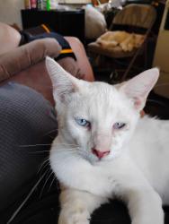 Lost Male Cat last seen Near S. 150 E., Sandy, UT 84070