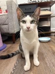 Lost Female Cat last seen Near APETSPCA and the Sanchez Garden, Maybe near highway 80 and surrounding county roads and woods., Mineola, TX 75773