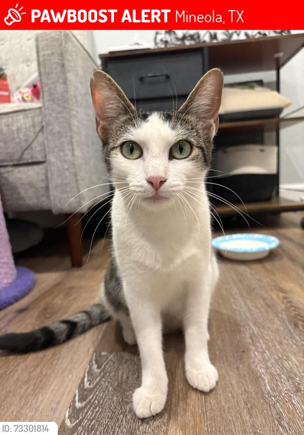 Lost Female Cat last seen Near APETSPCA and the Sanchez Garden, Maybe near highway 80 and surrounding county roads and woods., Mineola, TX 75773