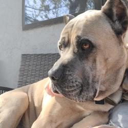Lost Male Dog last seen Off 76 and Pala Rd, Fallbrook, CA 92028