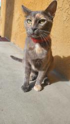Reunited Female Cat last seen W. Aurora Avenue, near Taft Elementary School, Santa Ana, CA 92707