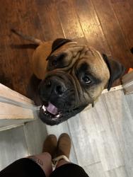 Lost Male Dog last seen spruc st, Greenville, SC 29611