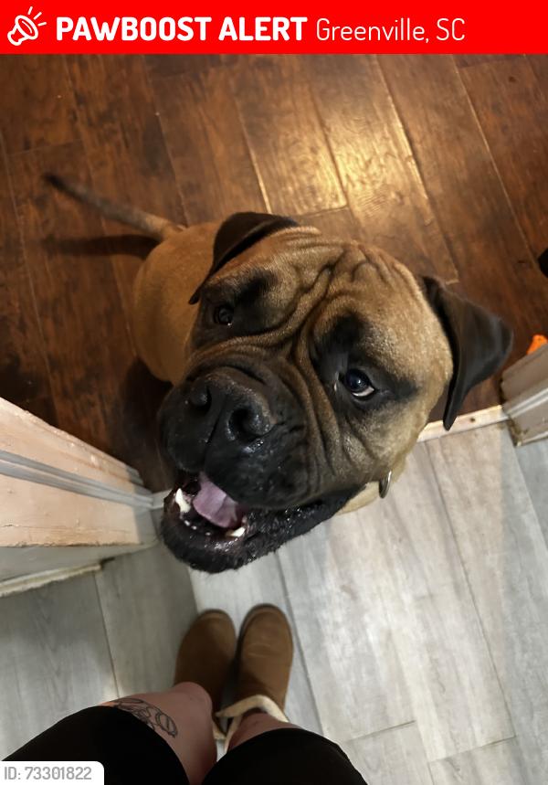 Lost Male Dog last seen spruc st, Greenville, SC 29611
