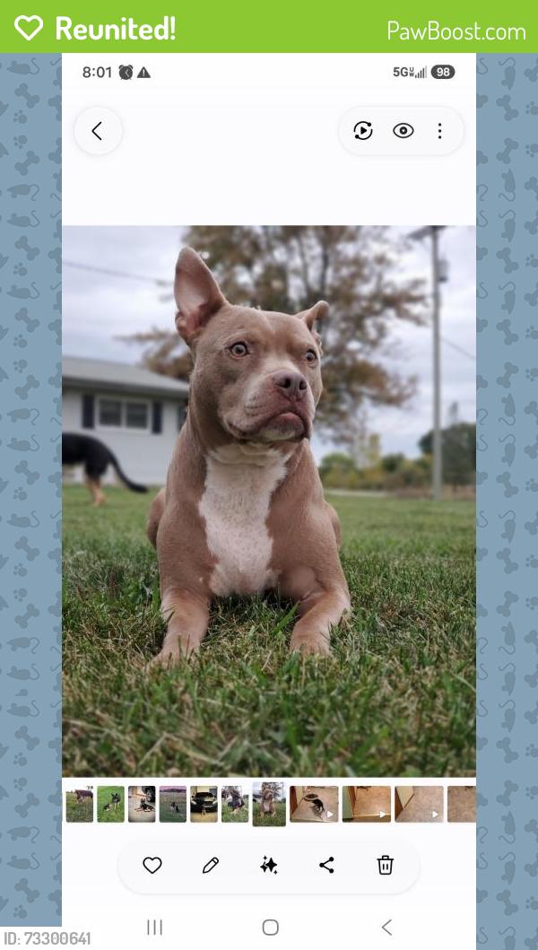 Reunited Male Dog last seen Berville, MI 48002, USA, Berville, MI 48002