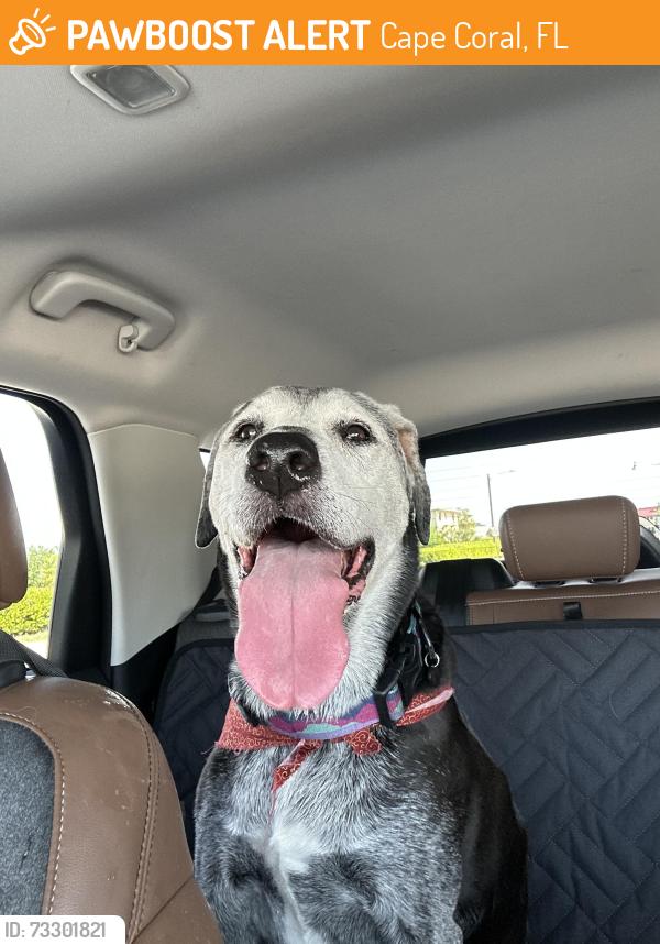 Found/Stray Female Dog last seen Near Palm Tree Dr, Cape Coral, FL 33904