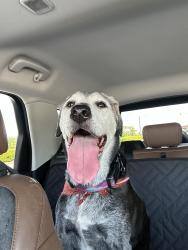 Found/Stray Female Dog last seen Near Palm Tree Dr, Cape Coral, FL 33904