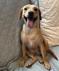 Lost Male Dog last seen Abbington drive, Lloyd Harbor, NY 11743