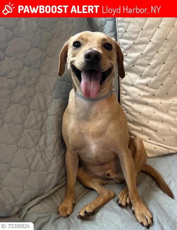 Lost Male Dog last seen Abbington drive, Lloyd Harbor, NY 11743