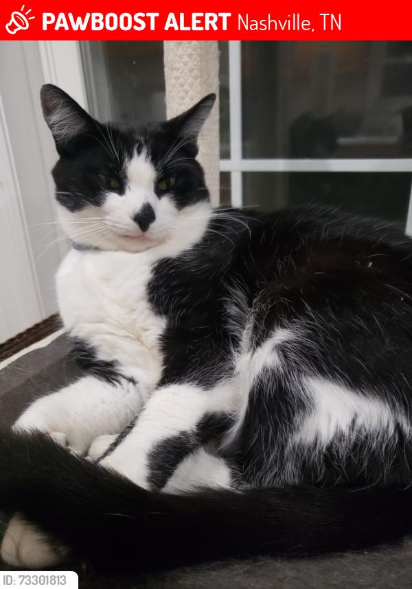 Lost Male Cat last seen Dickerson road and due west, Nashville, TN 37115