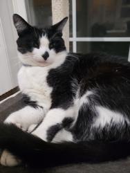 Lost Male Cat last seen Dickerson road and due west, Nashville, TN 37115