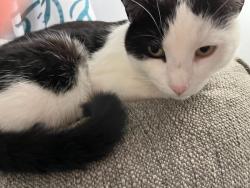 Reunited Male Cat last seen Ludlum and Anderson, Deltona, FL 32725