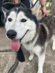 Found/Stray Female Dog last seen Austin Ave in college station, College Station, TX 77845