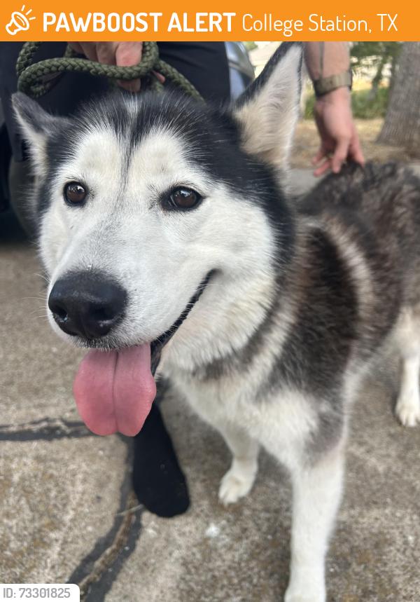 Found/Stray Female Dog last seen Austin Ave in college station, College Station, TX 77845