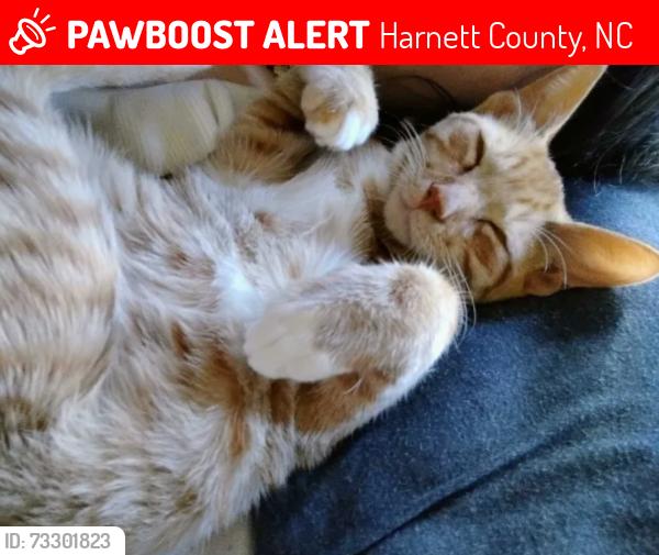 Lost Male Cat last seen Just down near our hse :(, Harnett County, NC 27546