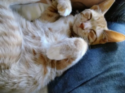 Lost Male Cat last seen Just down near our hse :(, Harnett County, NC 27546