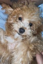 Lost Female Dog last seen Went missing at local precious blood park , On Denlinger Rd., Trotwood, OH 45416