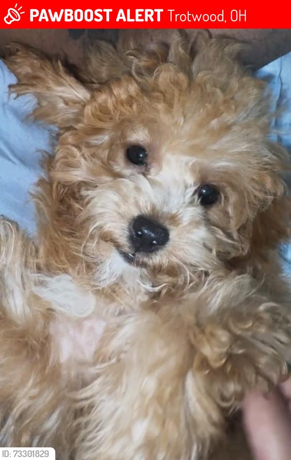 Lost Female Dog last seen Went missing at local precious blood park , On Denlinger Rd., Trotwood, OH 45416