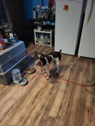 Reunited Male Dog last seen Pennsylvania n partridge, Los Angeles, CA 90038