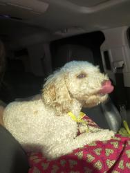 Reunited Male Dog last seen 52nd & grandview, Odessa, TX 79762